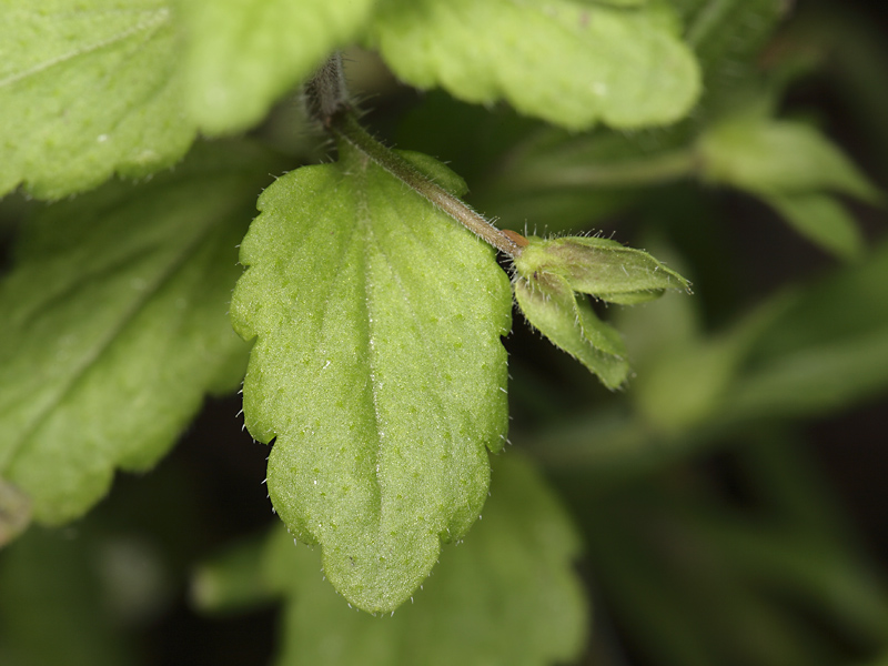 Veronica rosea - Veronica cfr.agrestis